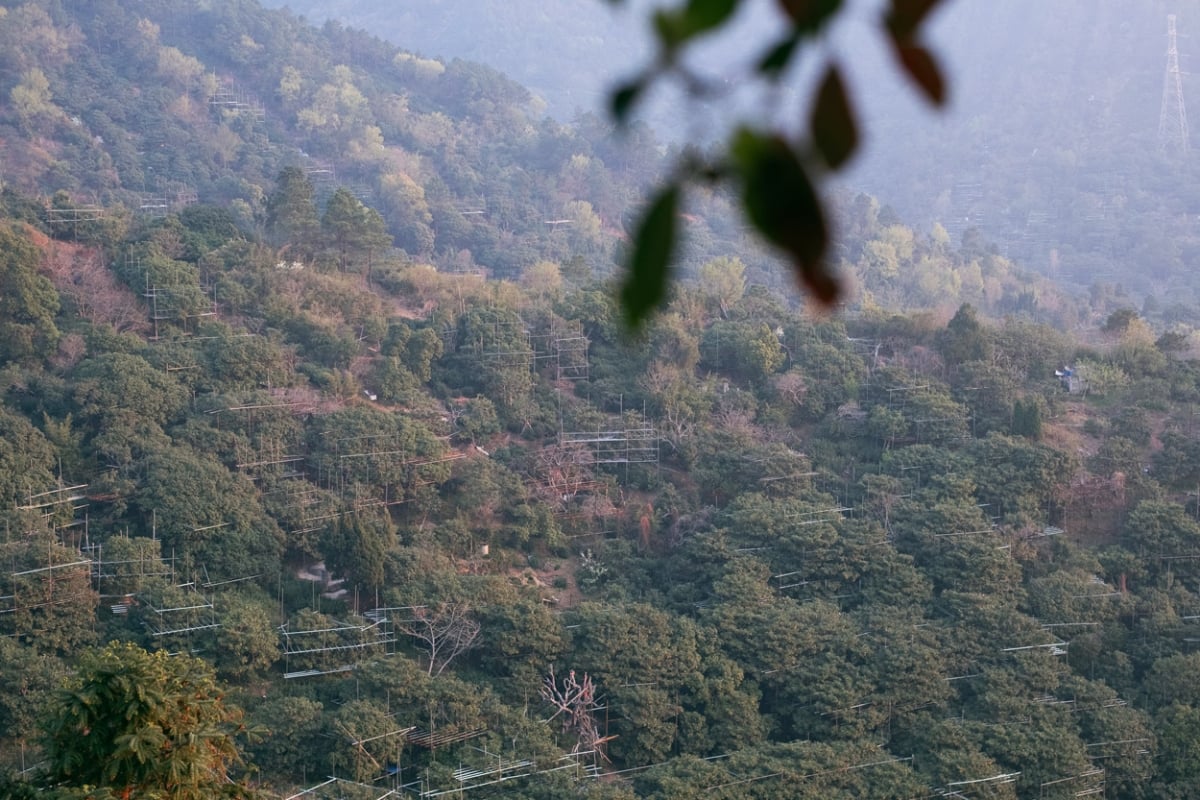 evergreen 2025 spring biluochun green tea 4 | BITTERLEAF TEAS