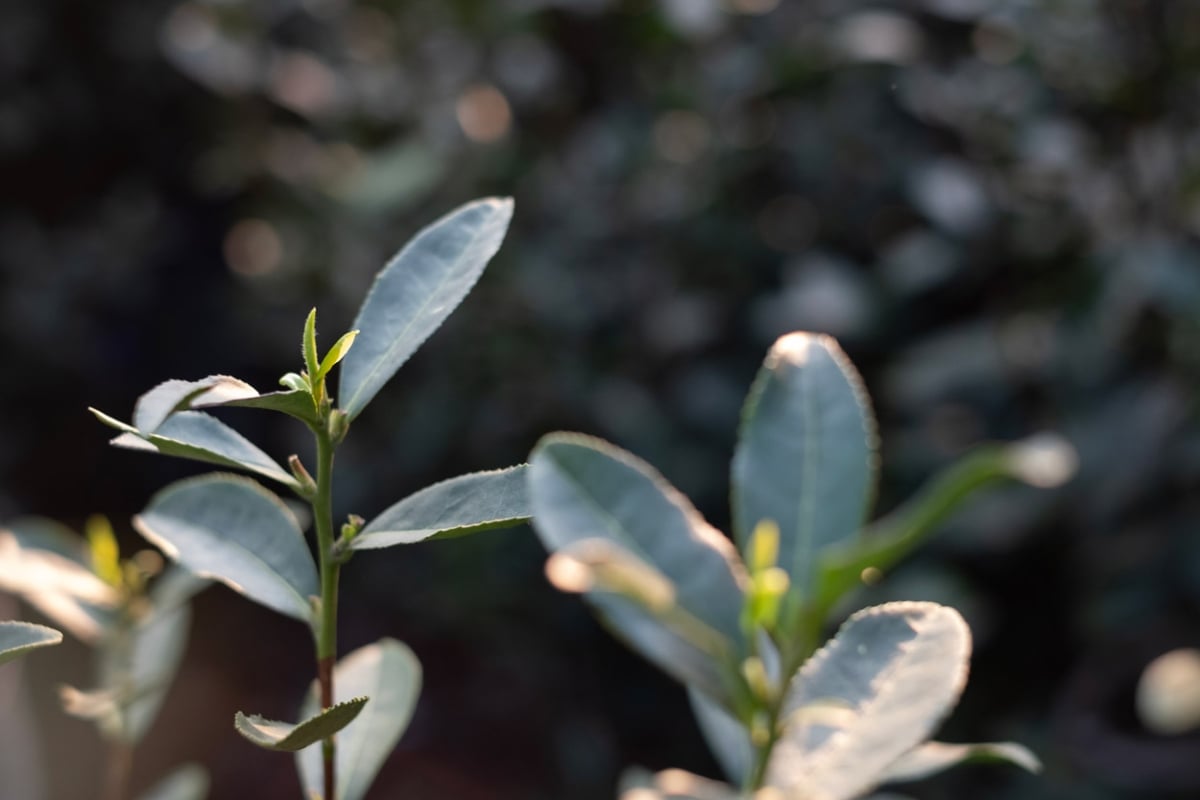 evergreen 2025 spring biluochun green tea 5 | BITTERLEAF TEAS