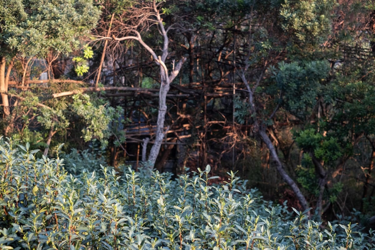 evergreen 2025 spring biluochun green tea 6 | BITTERLEAF TEAS