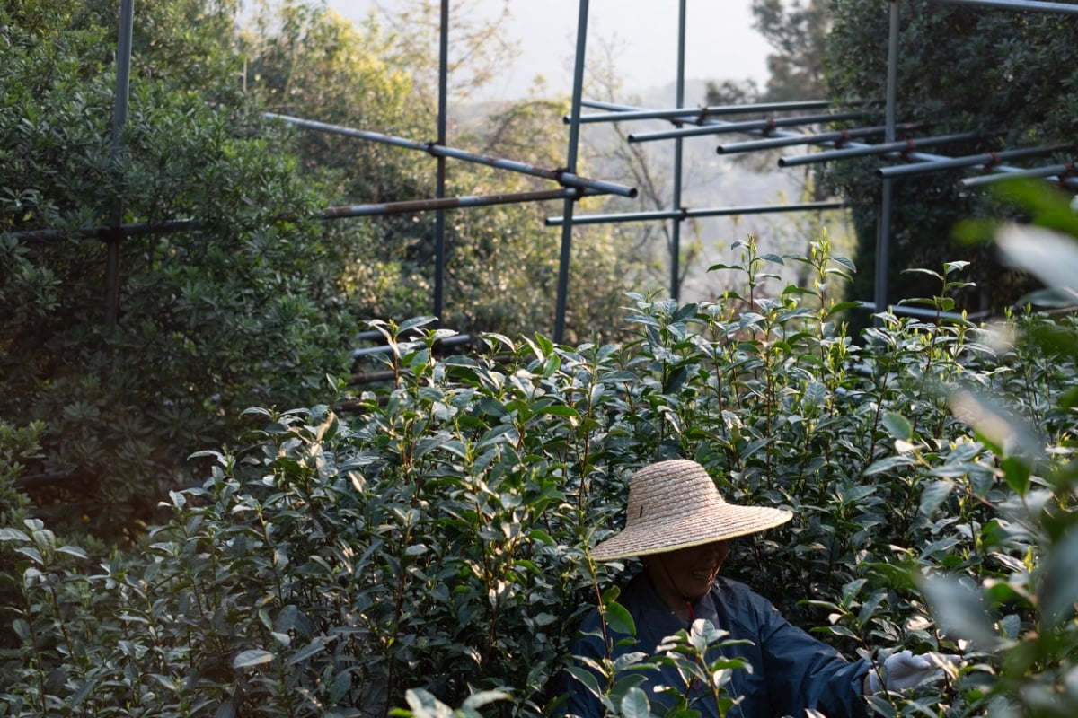 evergreen 2025 spring biluochun green tea 7 | BITTERLEAF TEAS