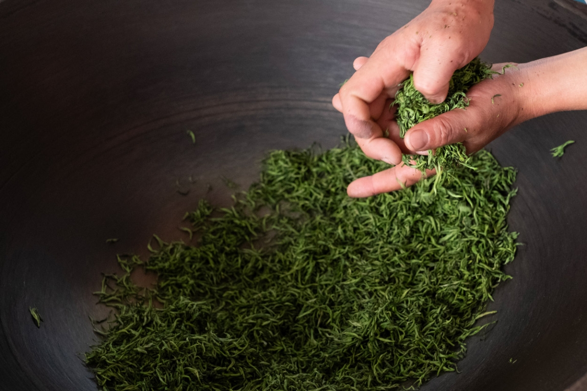 evergreen 2025 spring biluochun green tea 8 | BITTERLEAF TEAS