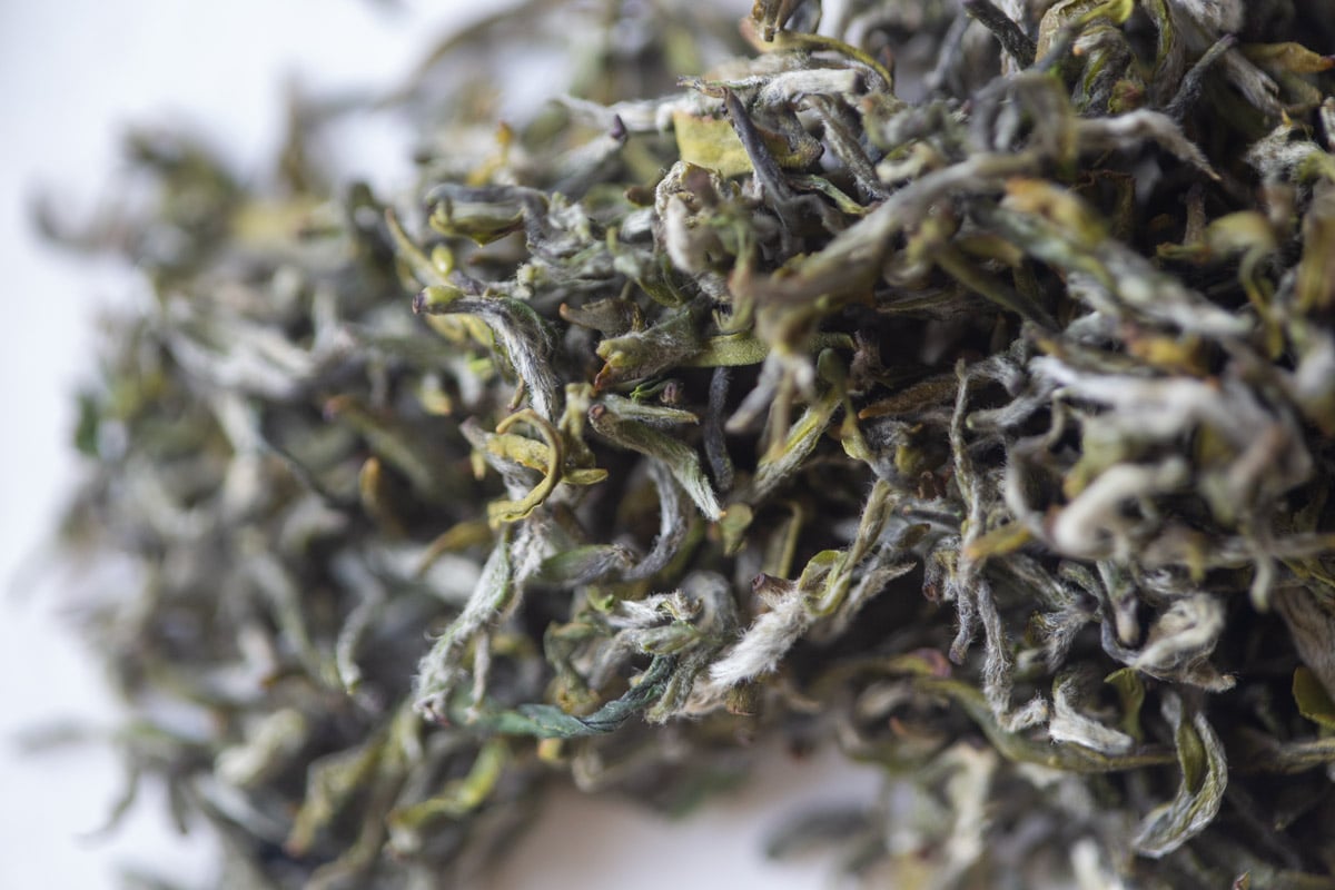 the finest 2025 spring mengding ganlu green tea 2 | BITTERLEAF TEAS the finest 2025 spring mengding ganlu green tea 2 | BITTERLEAF TEAS