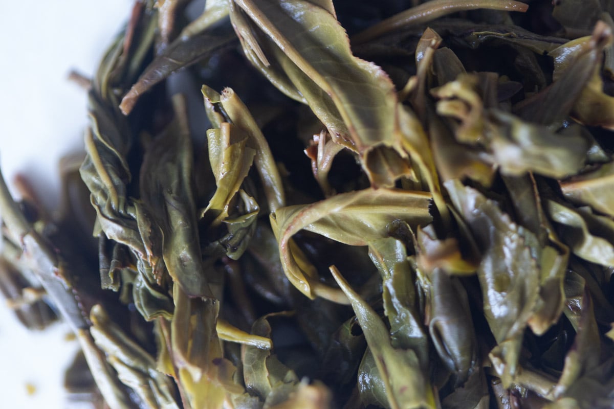 big old ass tree 2025 spring hekai raw puer tea 9 | BITTERLEAF TEAS