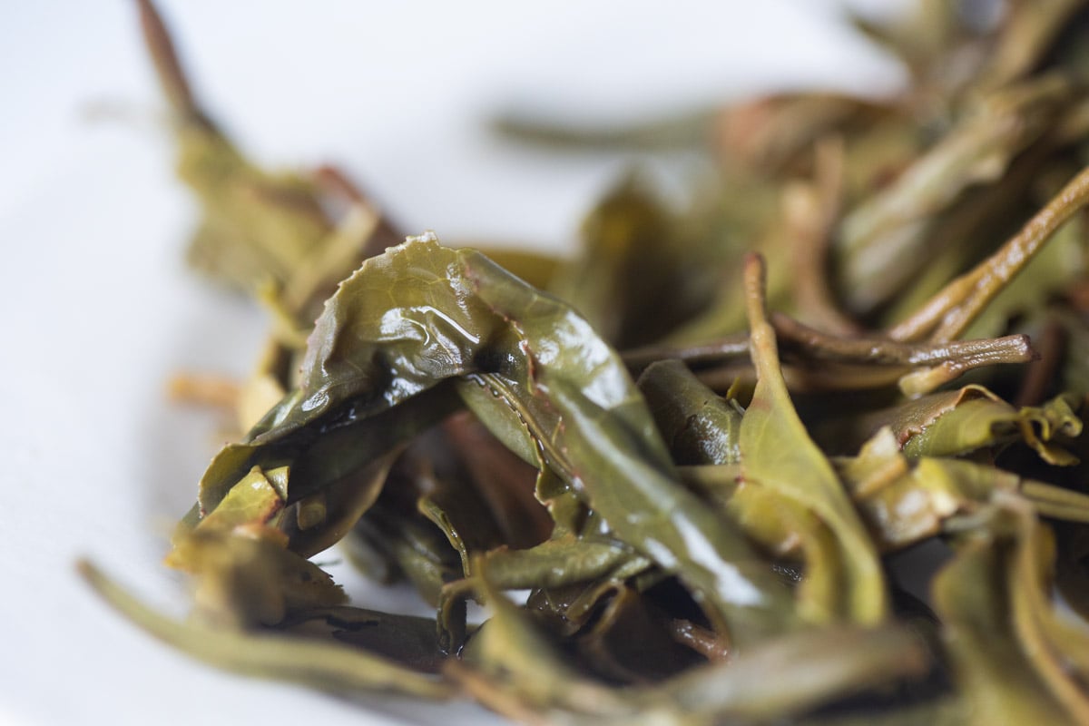 body double 2025 spring bakalong raw puer tea 10 | BITTERLEAF TEAS body double 2025 spring bakalong raw puer tea 10 | BITTERLEAF TEAS