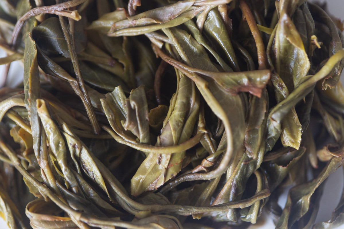 in bloom 2025 spring jing mai raw puer tea 1 | BITTERLEAF TEAS in bloom 2025 spring jing mai raw puer tea 1 | BITTERLEAF TEAS