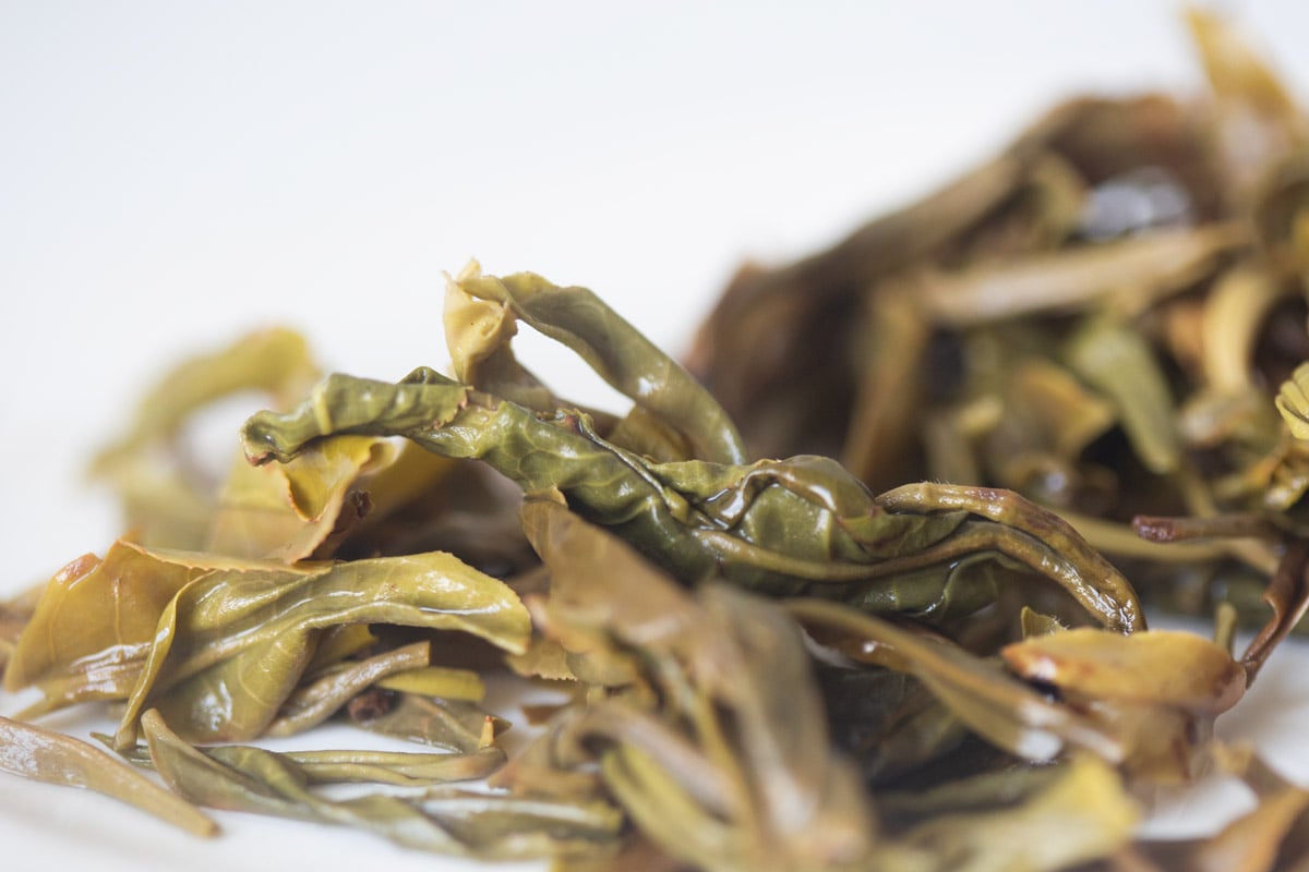 in bloom 2025 spring jing mai raw puer tea 9 | BITTERLEAF TEAS in bloom 2025 spring jing mai raw puer tea 9 | BITTERLEAF TEAS