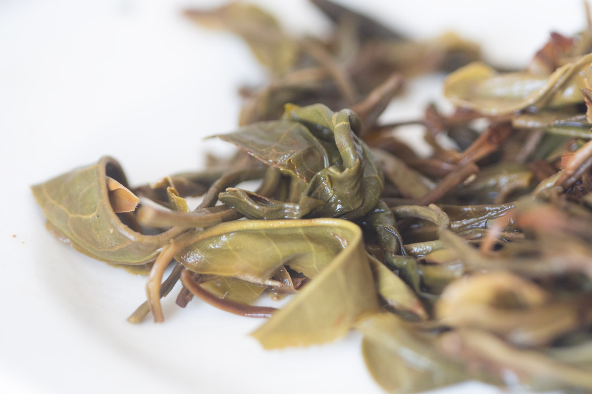 plum beauty 2025 spring mengsong organic raw puer tea 10 | BITTERLEAF TEAS
