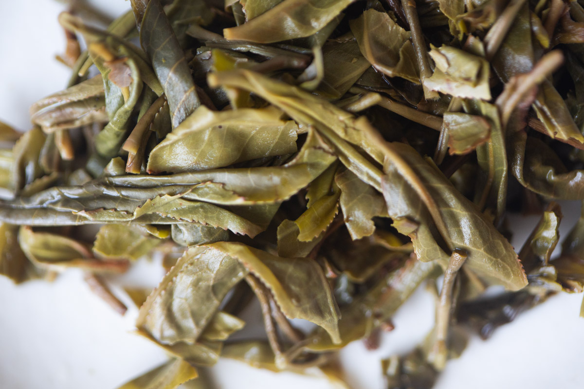 the chosen one 2025 spring banpen raw puer tea 8 | BITTERLEAF TEAS