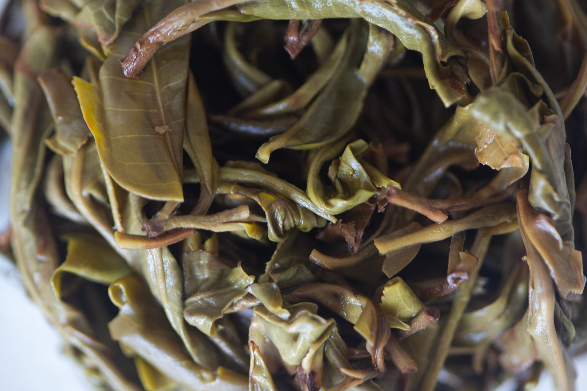 underdog 2025 spring bulang raw puer tea 8 | BITTERLEAF TEAS