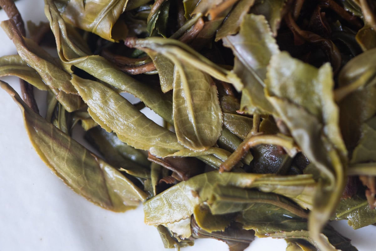 wmd 2025 spring mansa raw puer tea 10 | BITTERLEAF TEAS