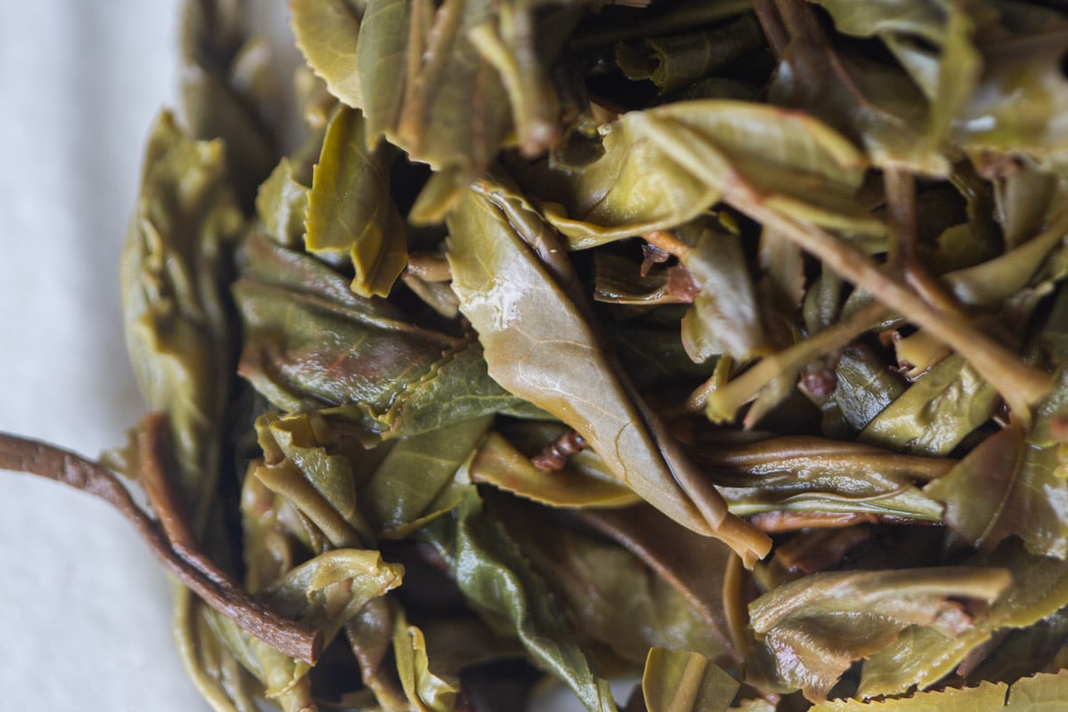 wmd 2025 spring mansa raw puer tea 9 | BITTERLEAF TEAS