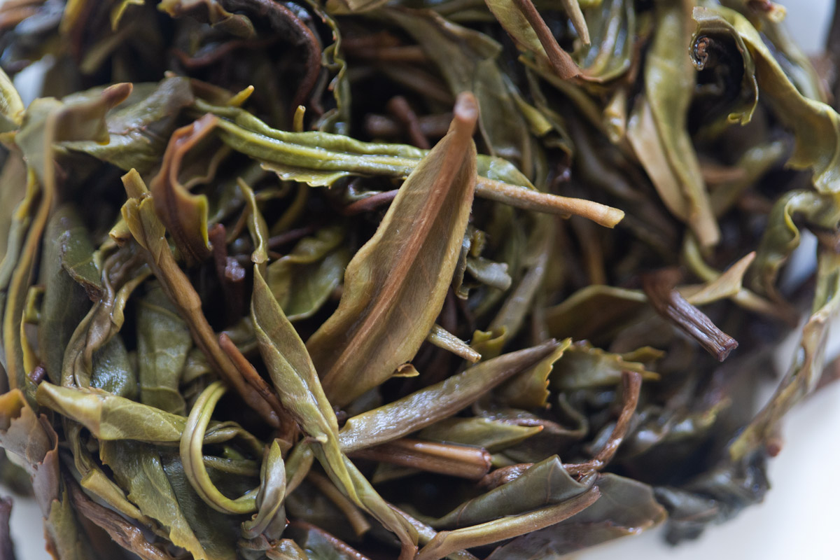 year of the snake 2025 spring yiwu raw puer tea 8 | BITTERLEAF TEAS
