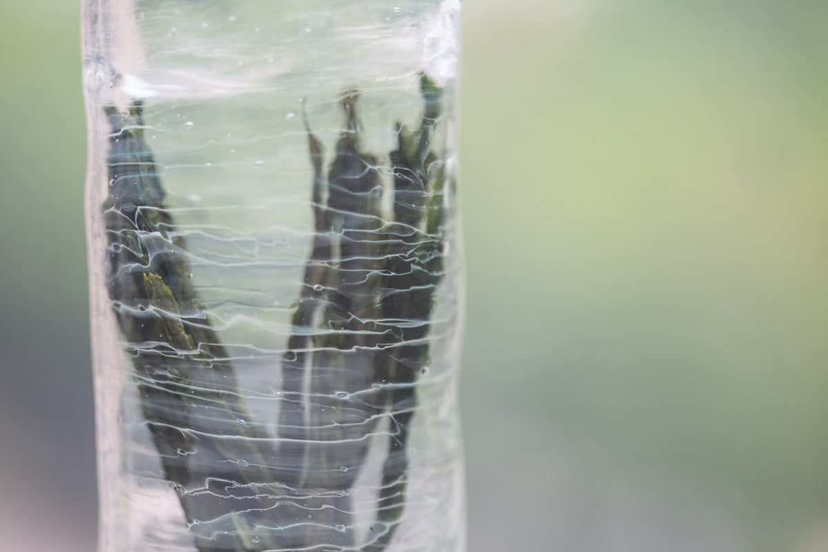 be water deep green tea glass 11 | BITTERLEAF TEAS