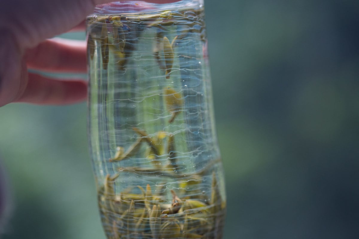 be water deep green tea glass 17 | BITTERLEAF TEAS