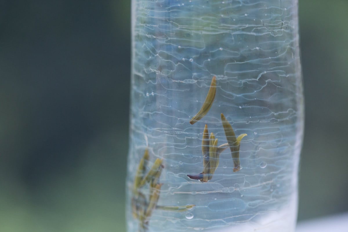 be water deep green tea glass 18 | BITTERLEAF TEAS