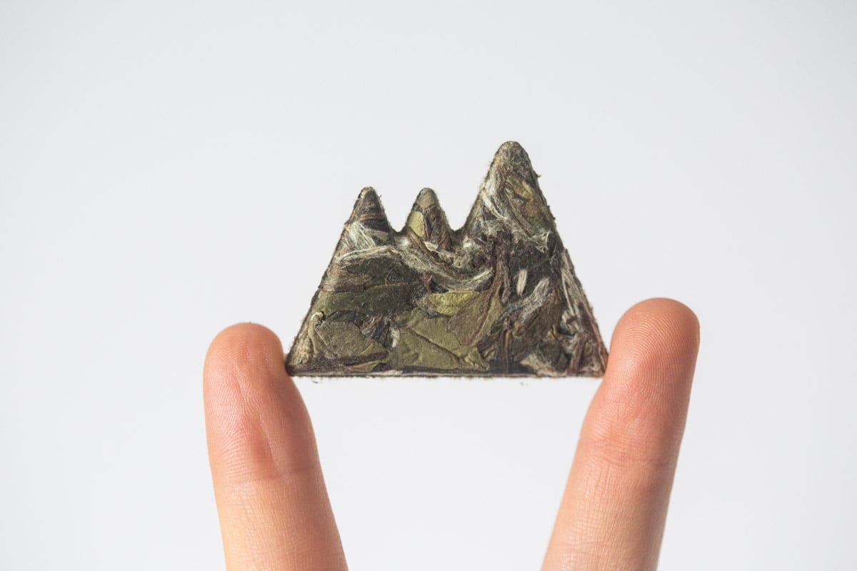 little mountain 2024 fuding baimudan white tea 1 | BITTERLEAF TEAS little mountain 2024 fuding baimudan white tea 1 | BITTERLEAF TEAS