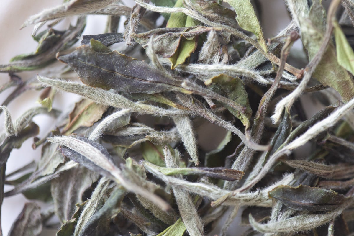 paeon 2025 spring fuding baimudan white tea 2 | BITTERLEAF TEAS