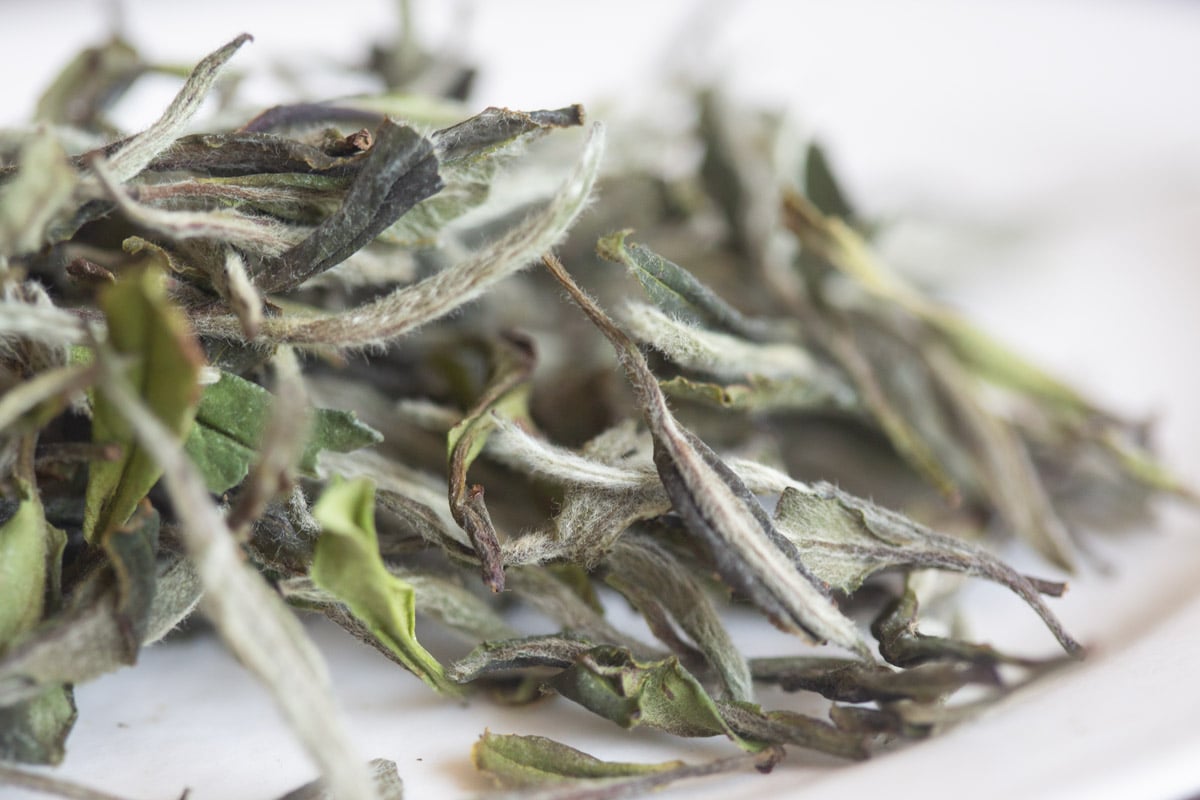 paeon 2025 spring fuding baimudan white tea 3 | BITTERLEAF TEAS