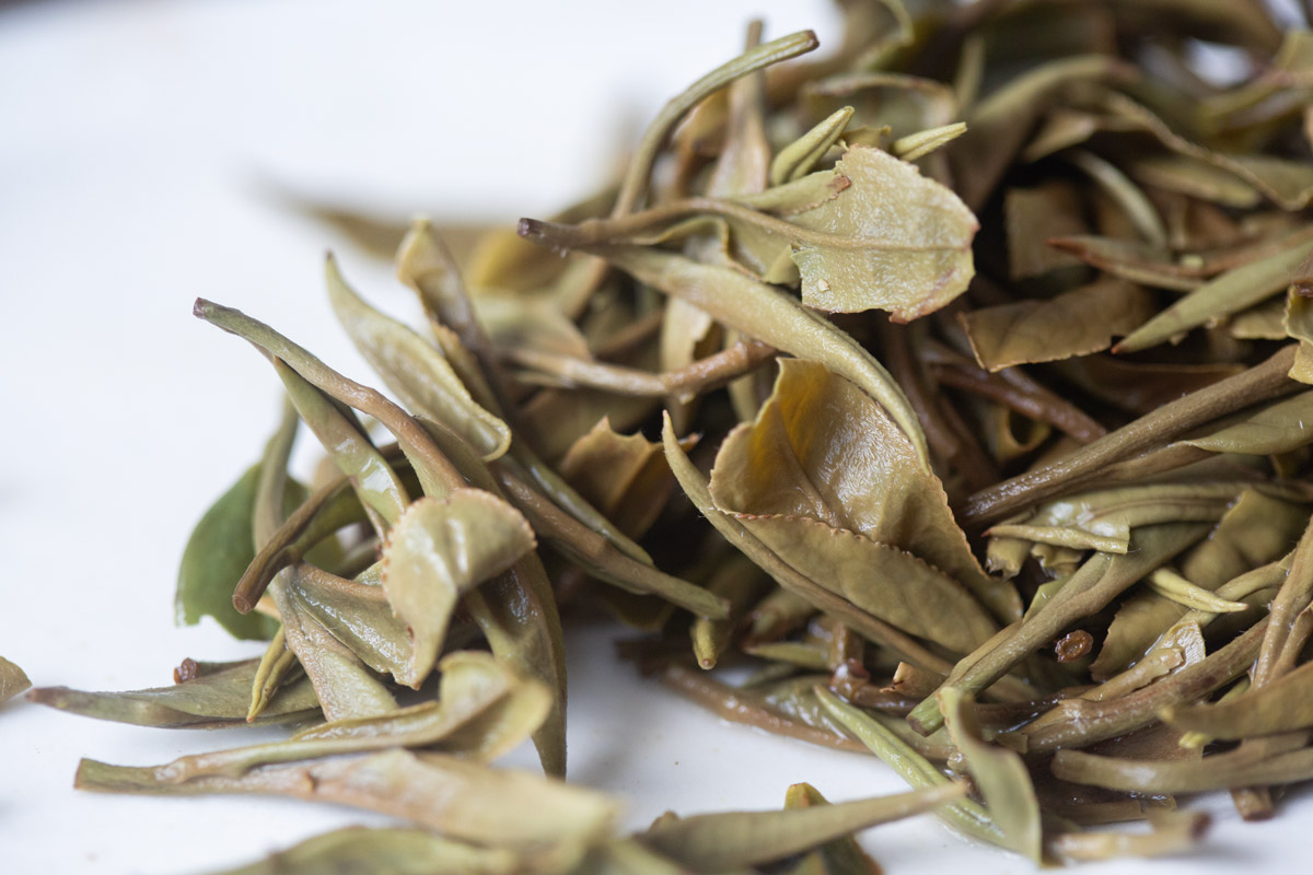 paeon 2025 spring fuding baimudan white tea 7 | BITTERLEAF TEAS