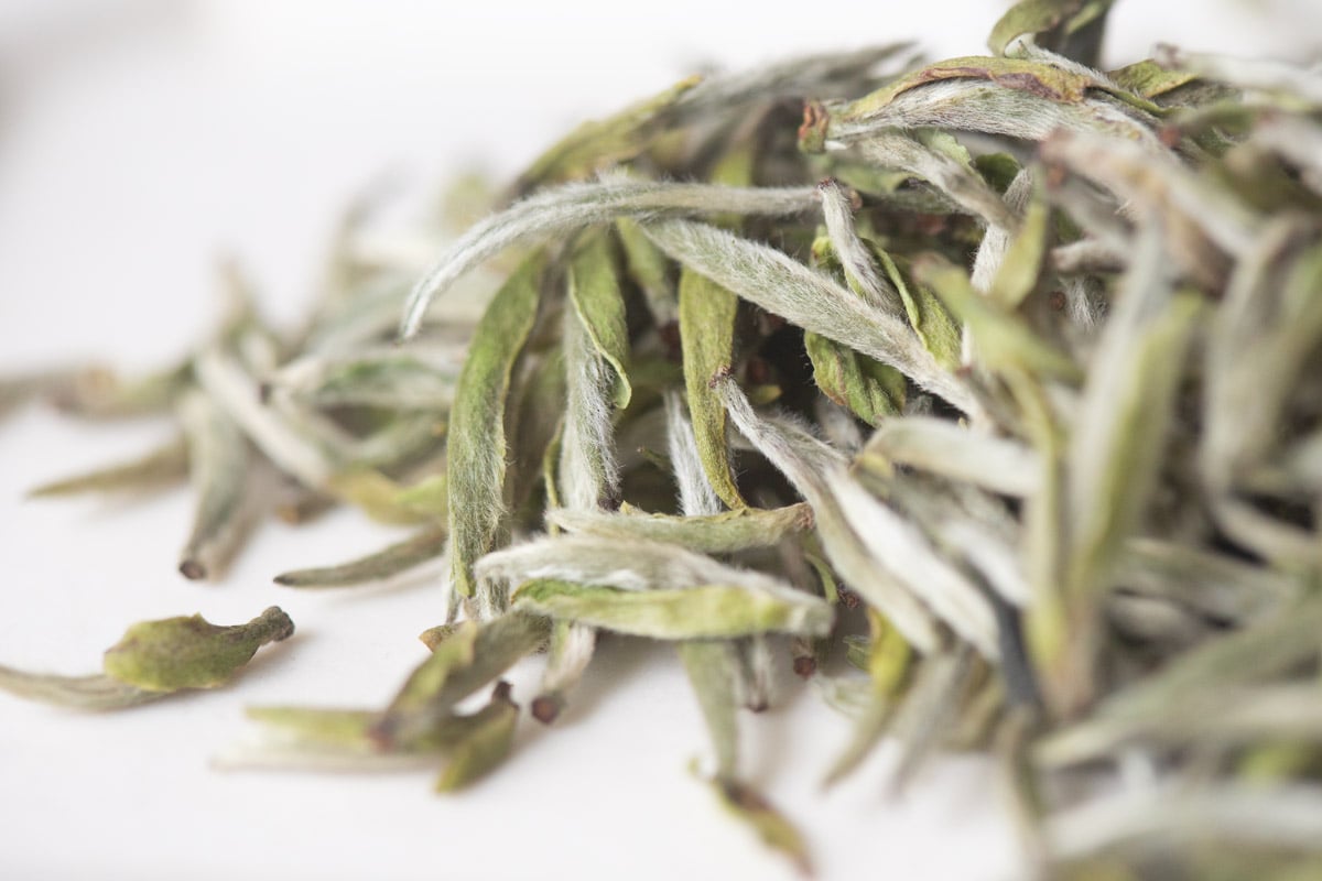 top flight 2025 spring fuding silver needle white tea 7 | BITTERLEAF TEAS