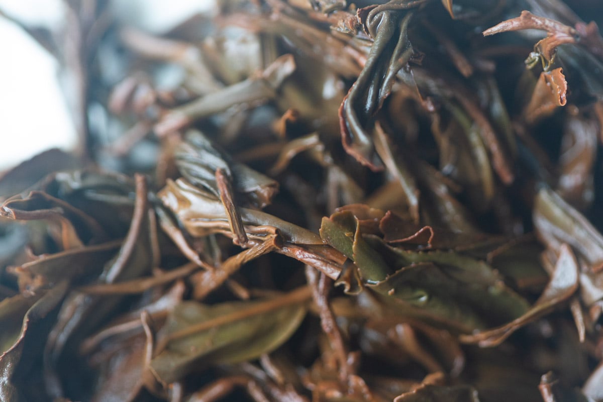 glow 2025 spring simao oolong hong tea 6 | BITTERLEAF TEAS