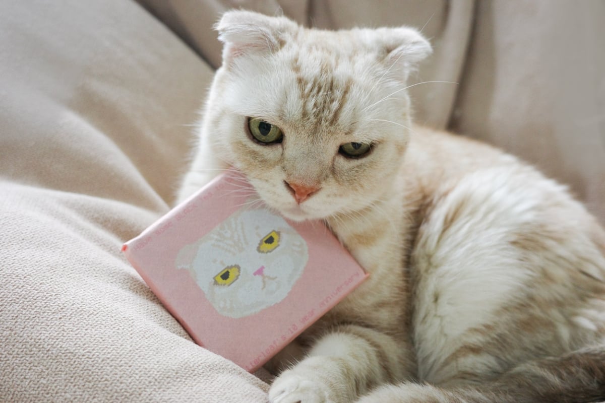 c suite 2025 black tea brick chewie 5 | BITTERLEAF TEAS c suite 2025 black tea brick chewie 5 | BITTERLEAF TEAS