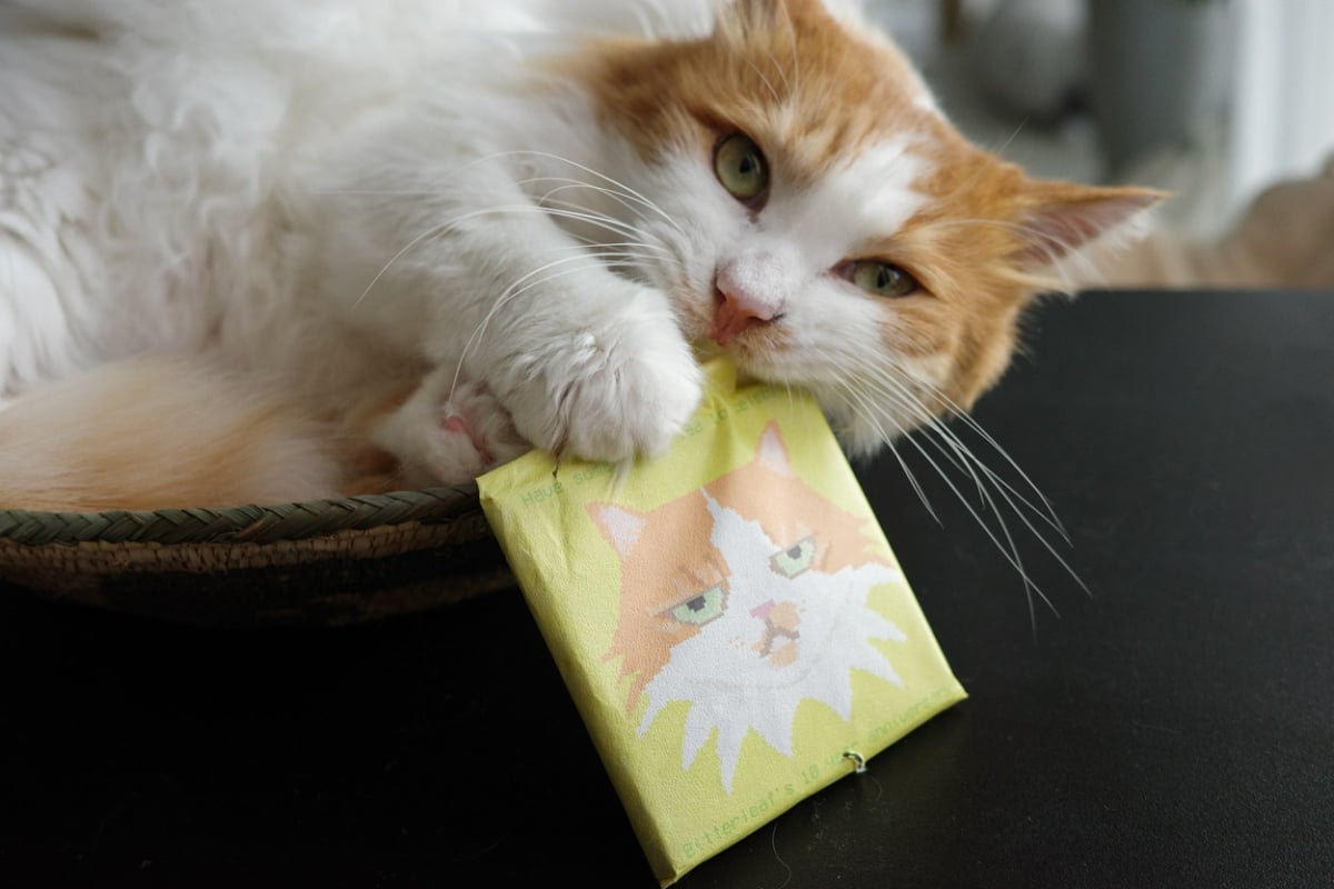 c suite 2025 white tea brick pharaoh 8 | BITTERLEAF TEAS c suite 2025 white tea brick pharaoh 8 | BITTERLEAF TEAS