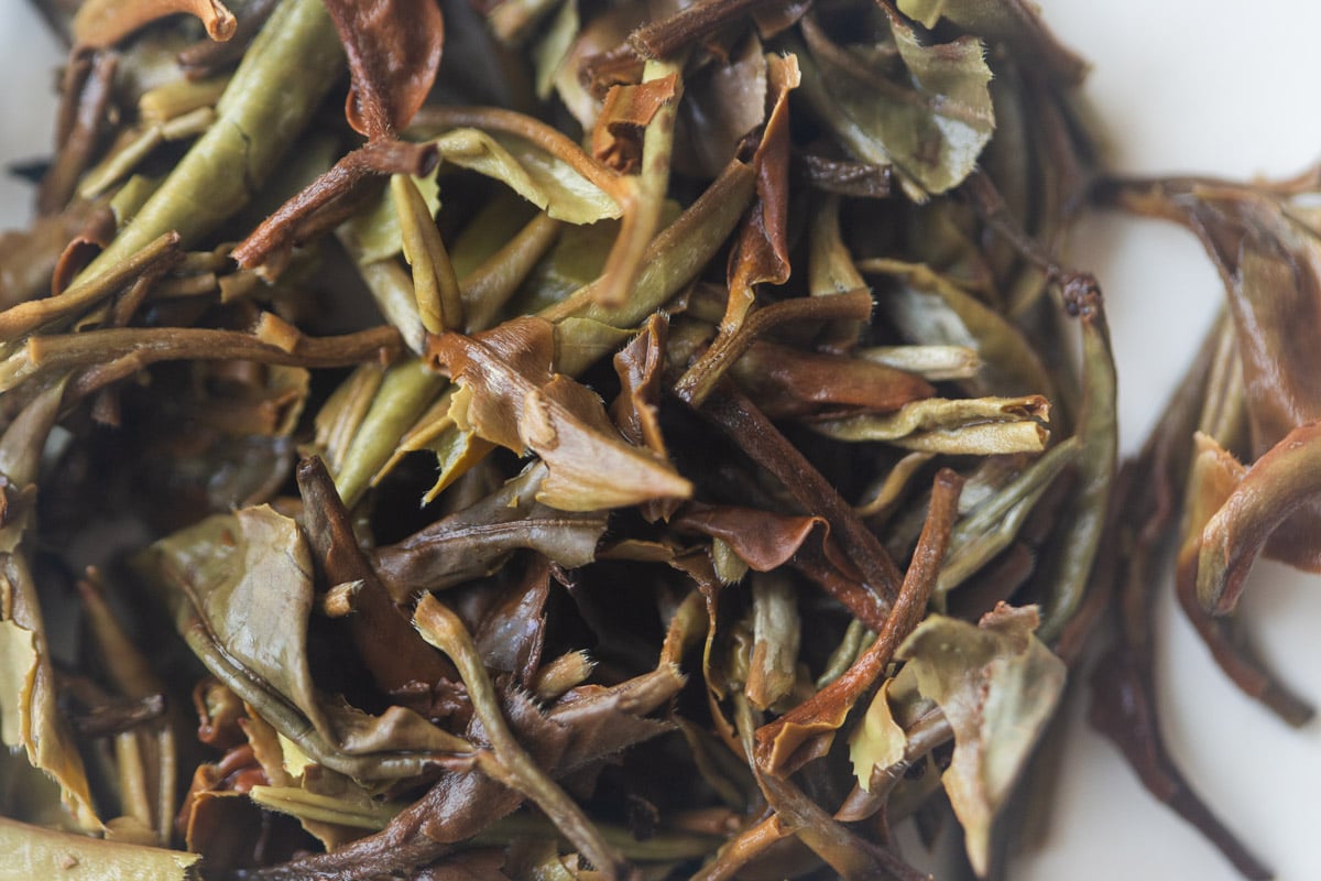 impress forcibly through unexpectedness 2025 wuliang shan white tea 8 | BITTERLEAF TEAS