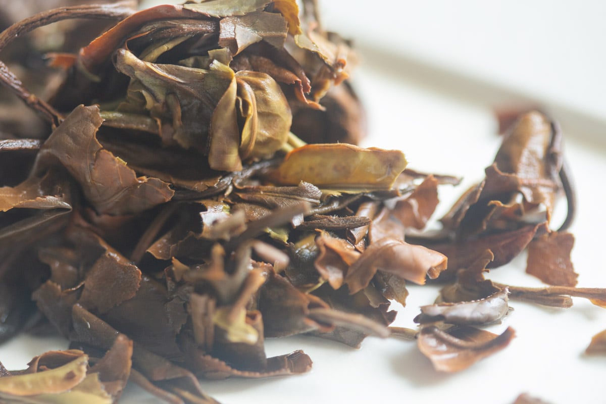 iron silk 2025 spring laomane white tea 10 | BITTERLEAF TEAS