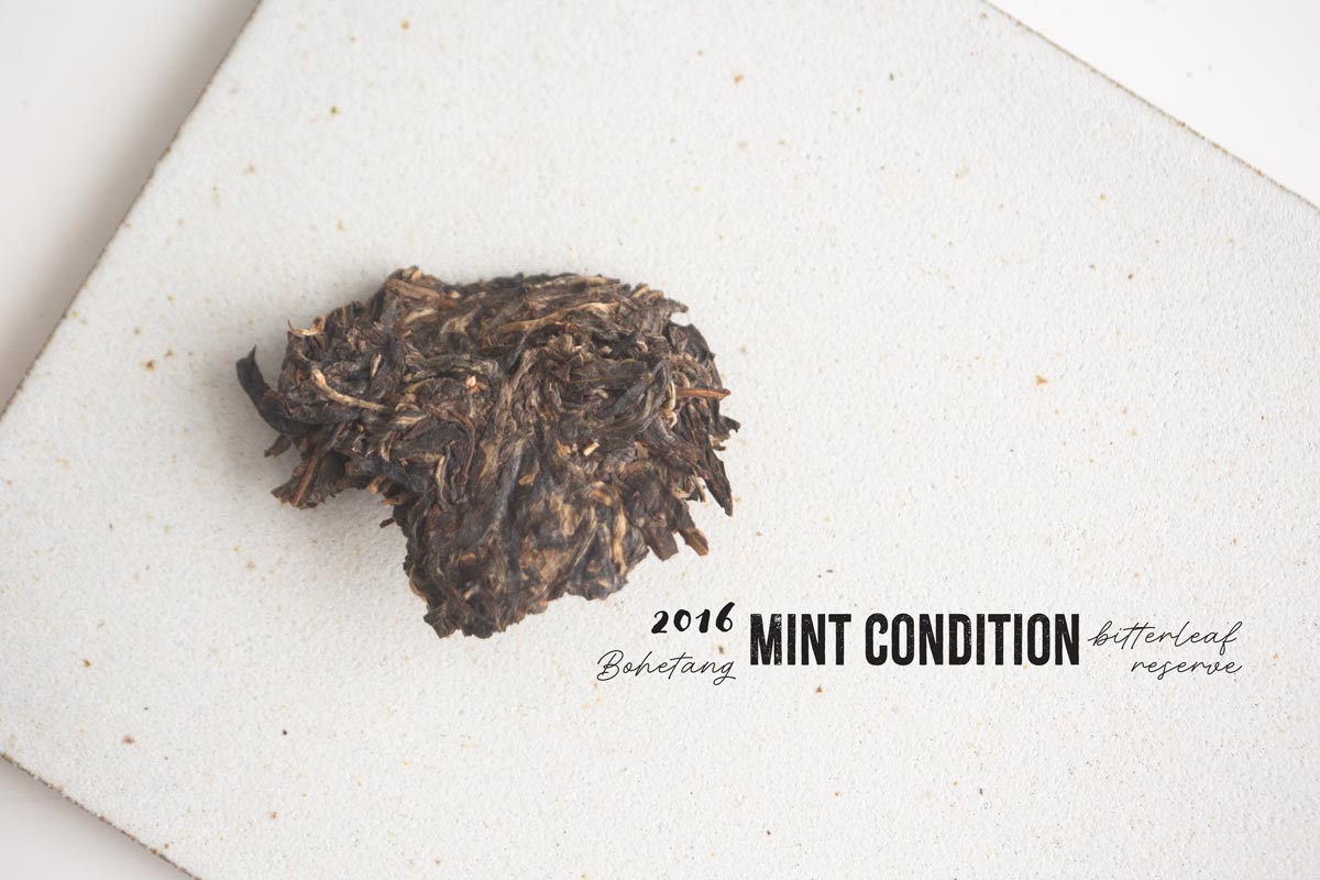 bitterleaf reserve mint condition 2016 fall bohetang raw puer 1 | BITTERLEAF TEAS