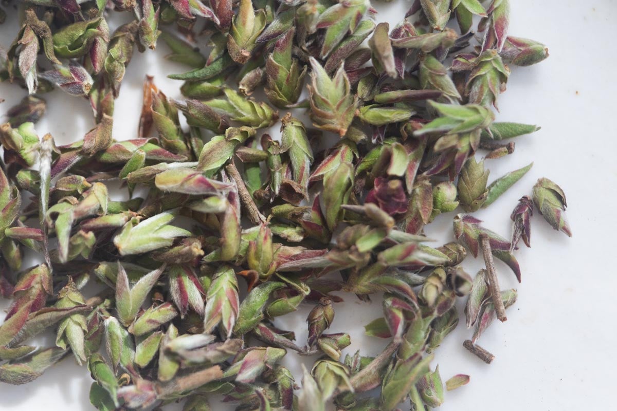 floralia 2026 lincang yabao white tea 1 | BITTERLEAF TEAS