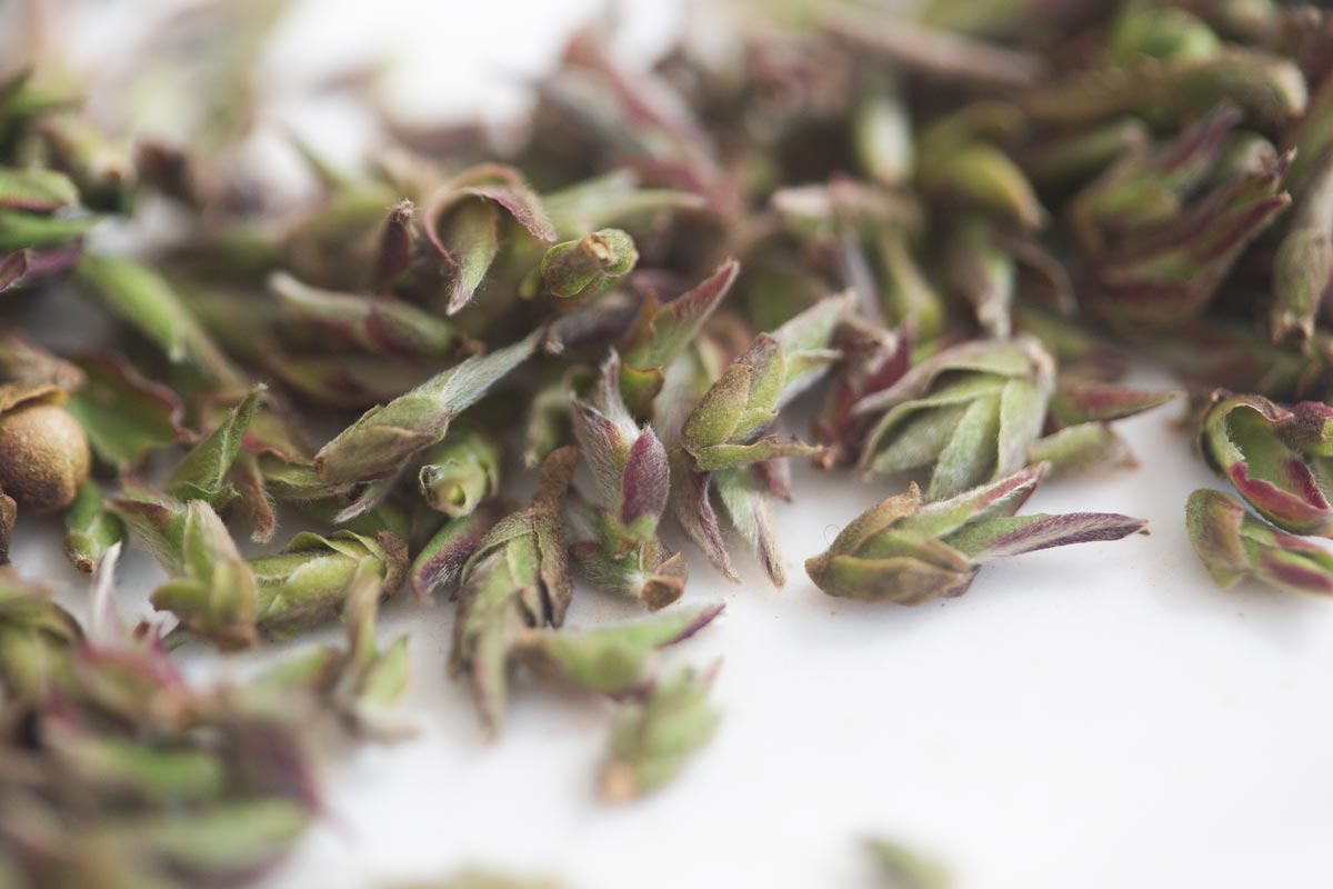 floralia 2026 lincang yabao white tea 2 | BITTERLEAF TEAS