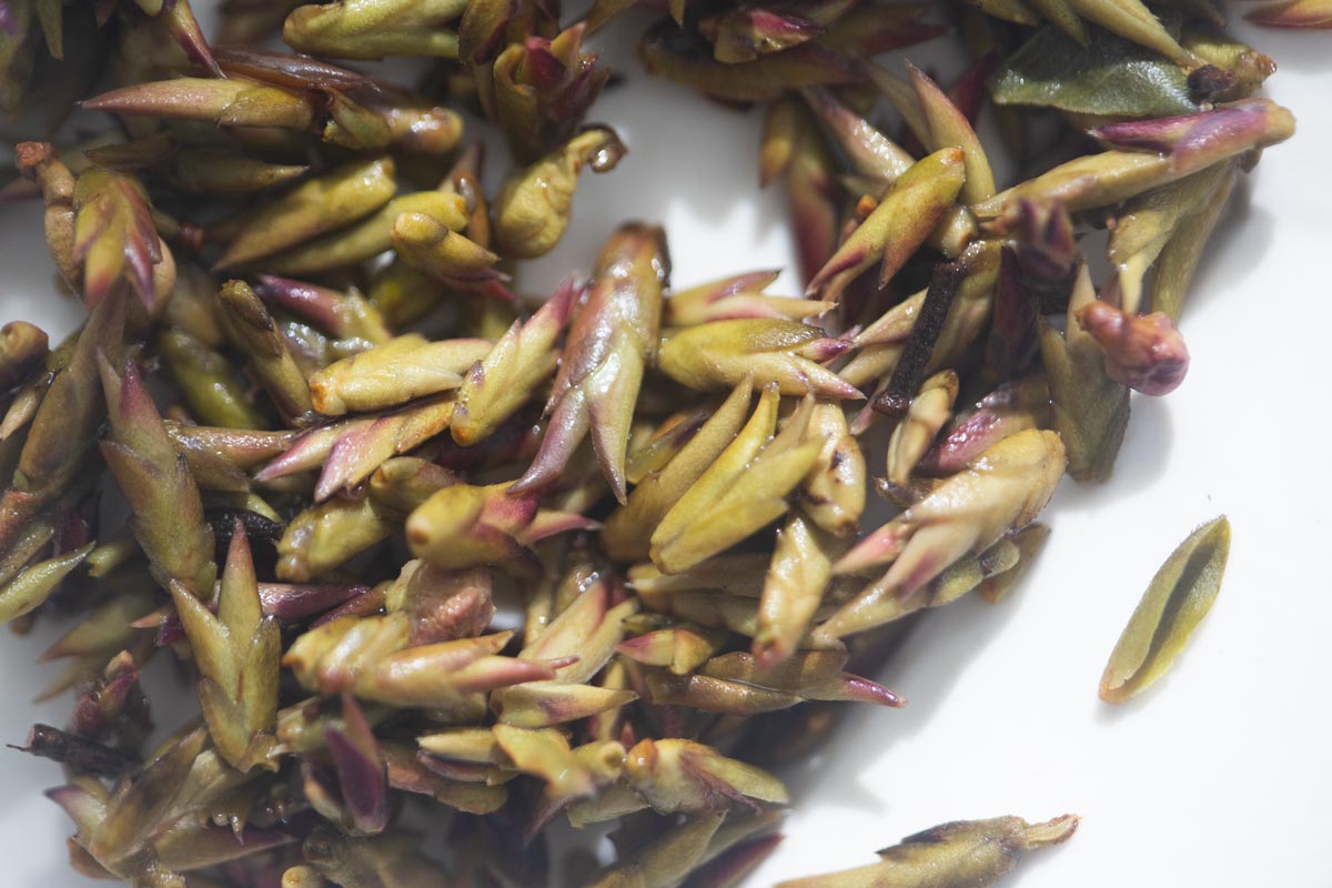 floralia 2026 lincang yabao white tea 4 | BITTERLEAF TEAS