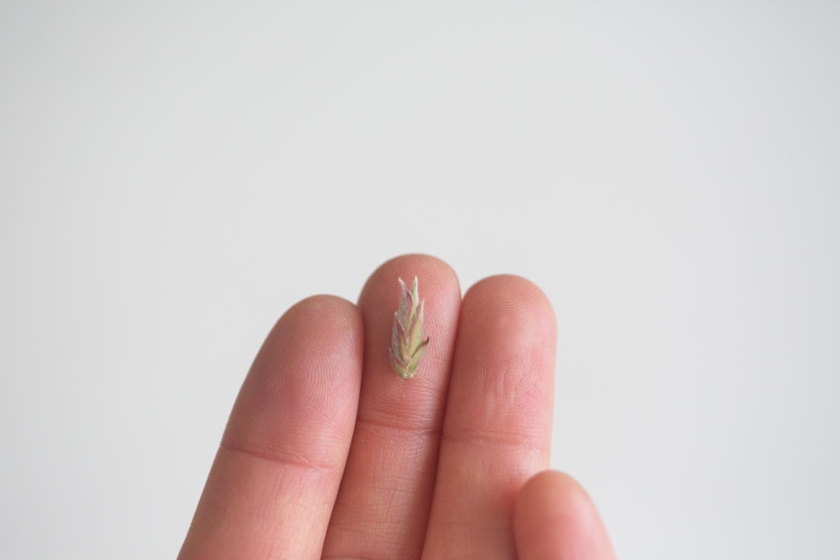 floralia 2026 lincang yabao white tea 7 | BITTERLEAF TEAS