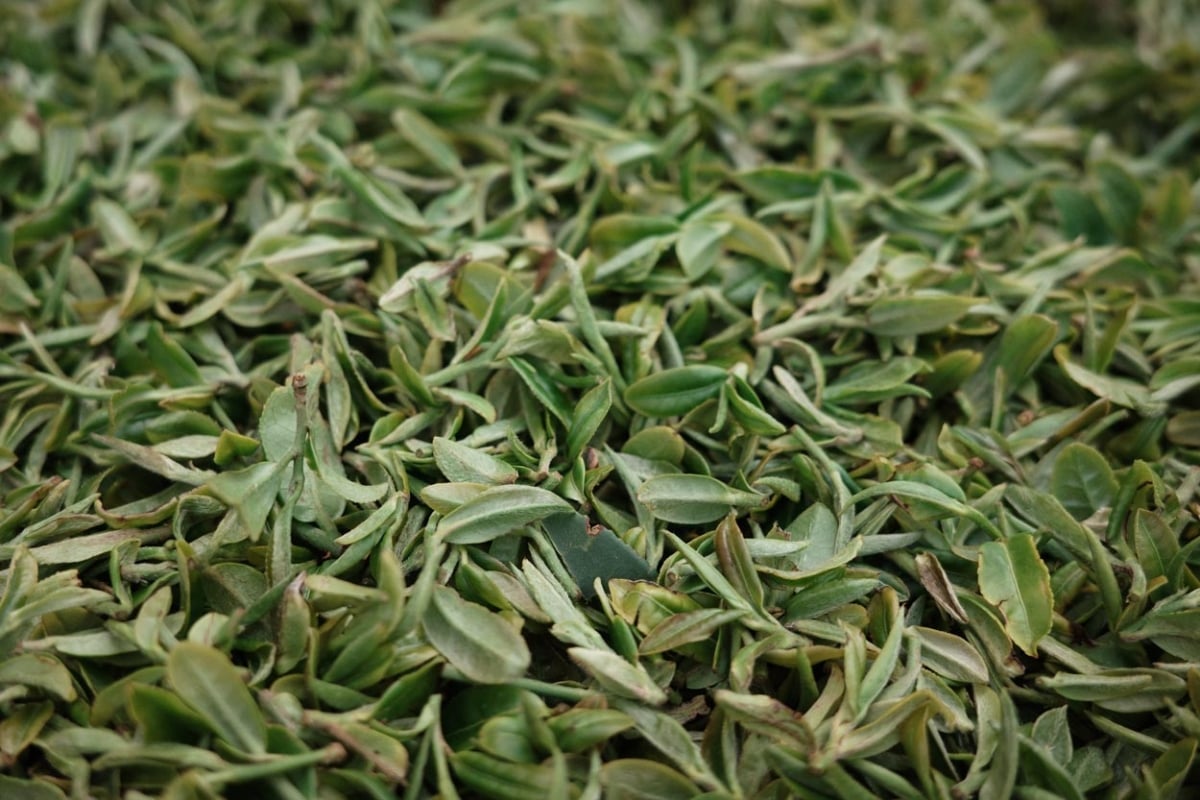 Dragon of Yunnan 2026 Spring Yiliang Baohong Organic Green Tea