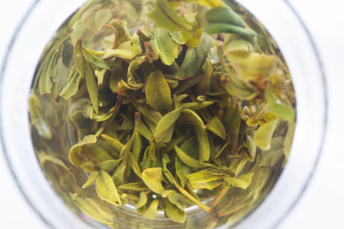 dragon of yunnan 2026 spring yiliang baohong organic green tea 10 | BITTERLEAF TEAS