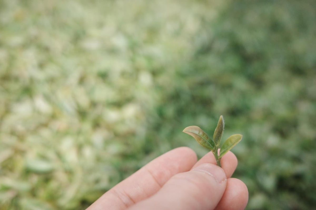 dragon of yunnan 2026 spring yiliang baohong organic green tea 2 | BITTERLEAF TEAS