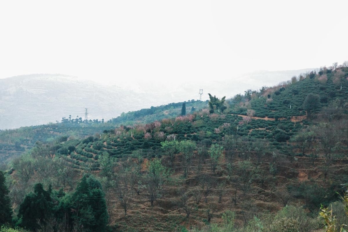 dragon of yunnan 2026 spring yiliang baohong organic green tea 3 | BITTERLEAF TEAS