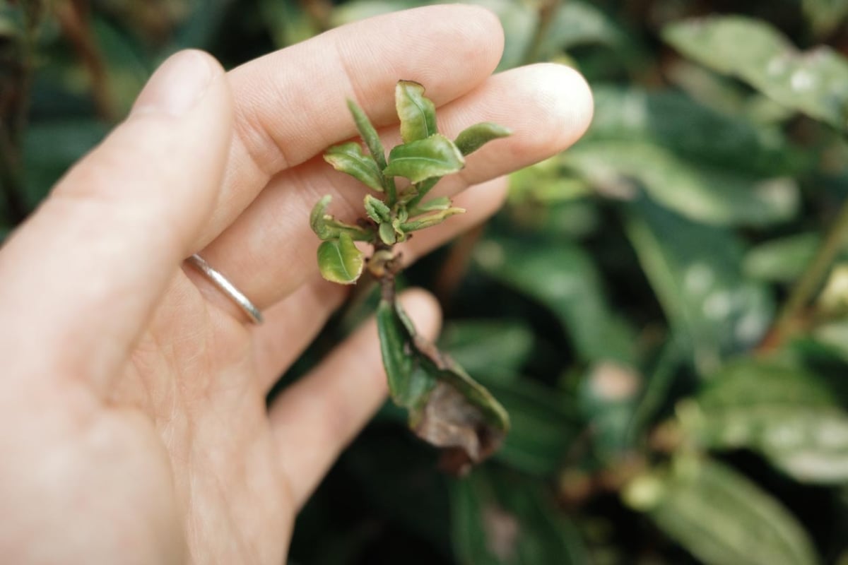 dragon of yunnan 2026 spring yiliang baohong organic green tea 4 | BITTERLEAF TEAS