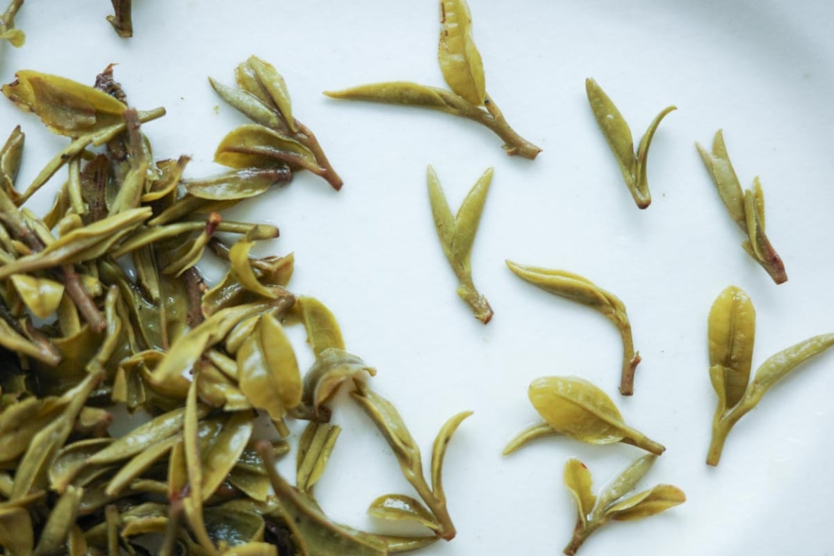 dragon of yunnan 2026 spring yiliang baohong organic green tea 5 | BITTERLEAF TEAS