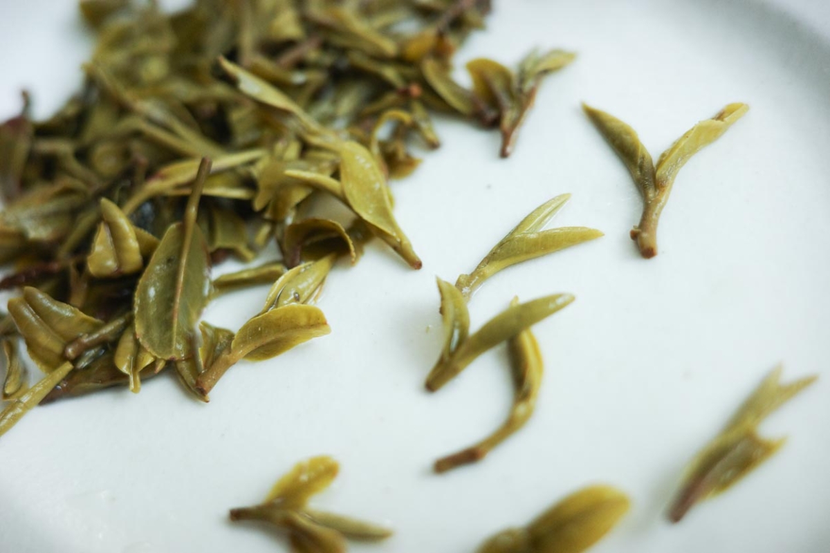 dragon of yunnan 2026 spring yiliang baohong organic green tea 6 | BITTERLEAF TEAS