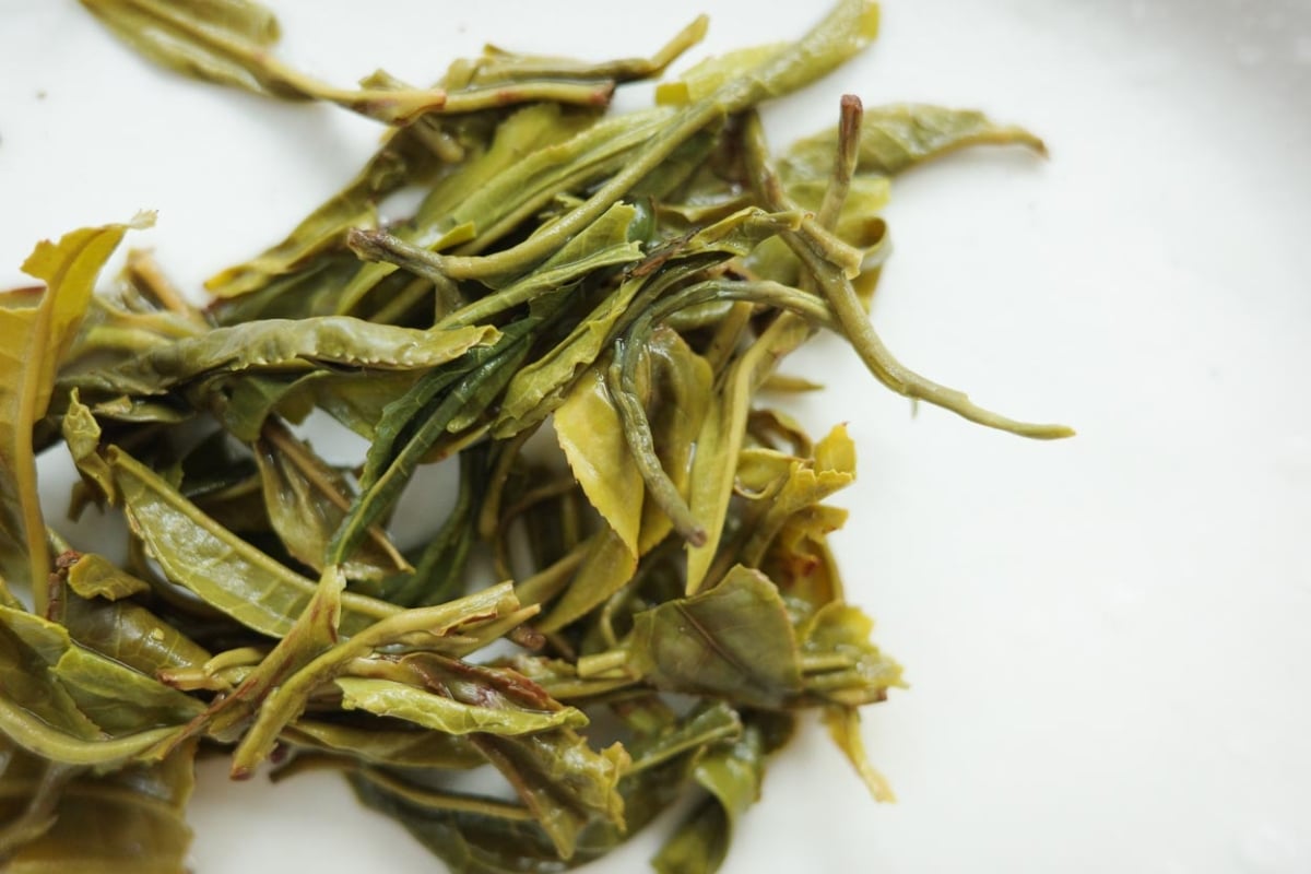 early bird 2026 spring simao organic green tea 2 | BITTERLEAF TEAS