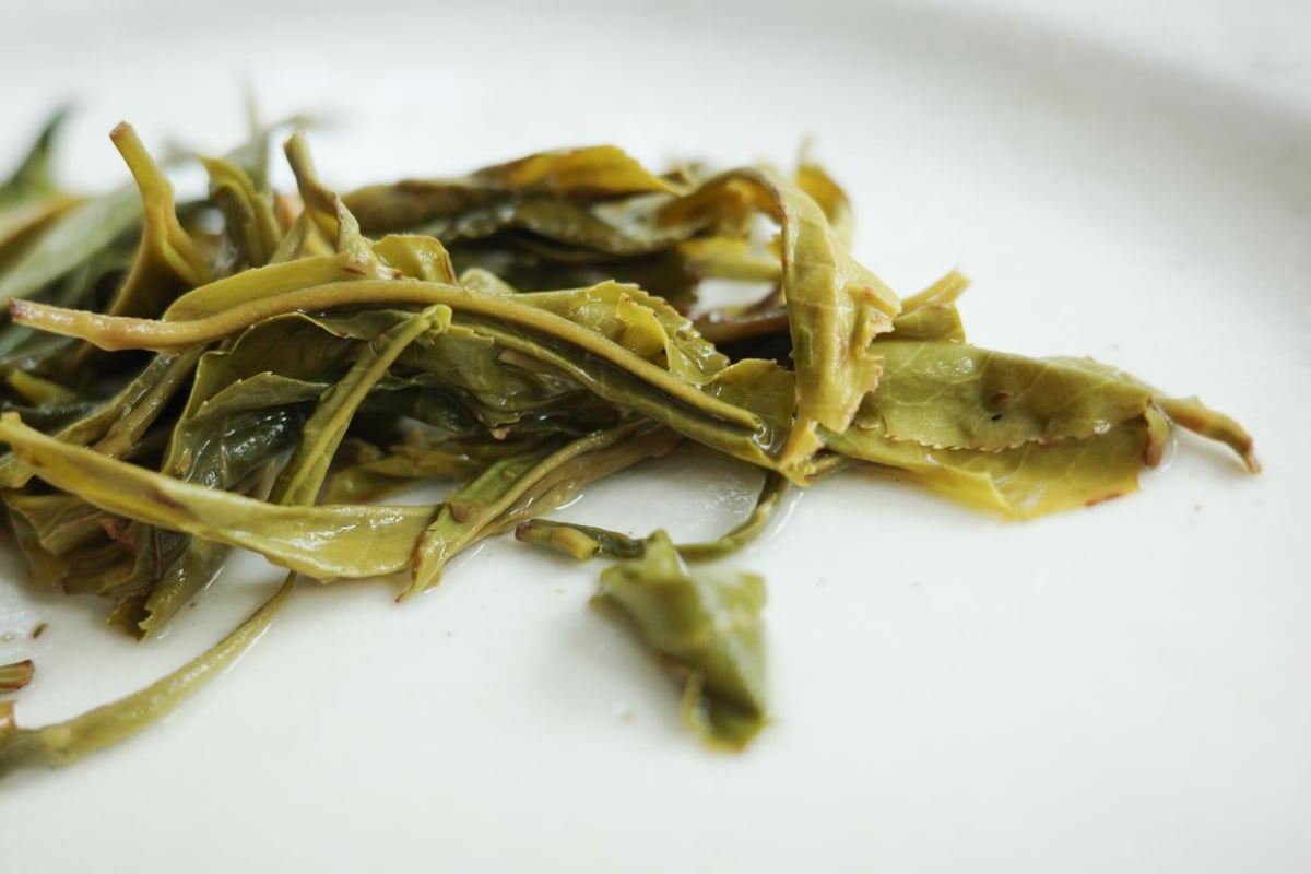 early bird 2026 spring simao organic green tea 3 | BITTERLEAF TEAS