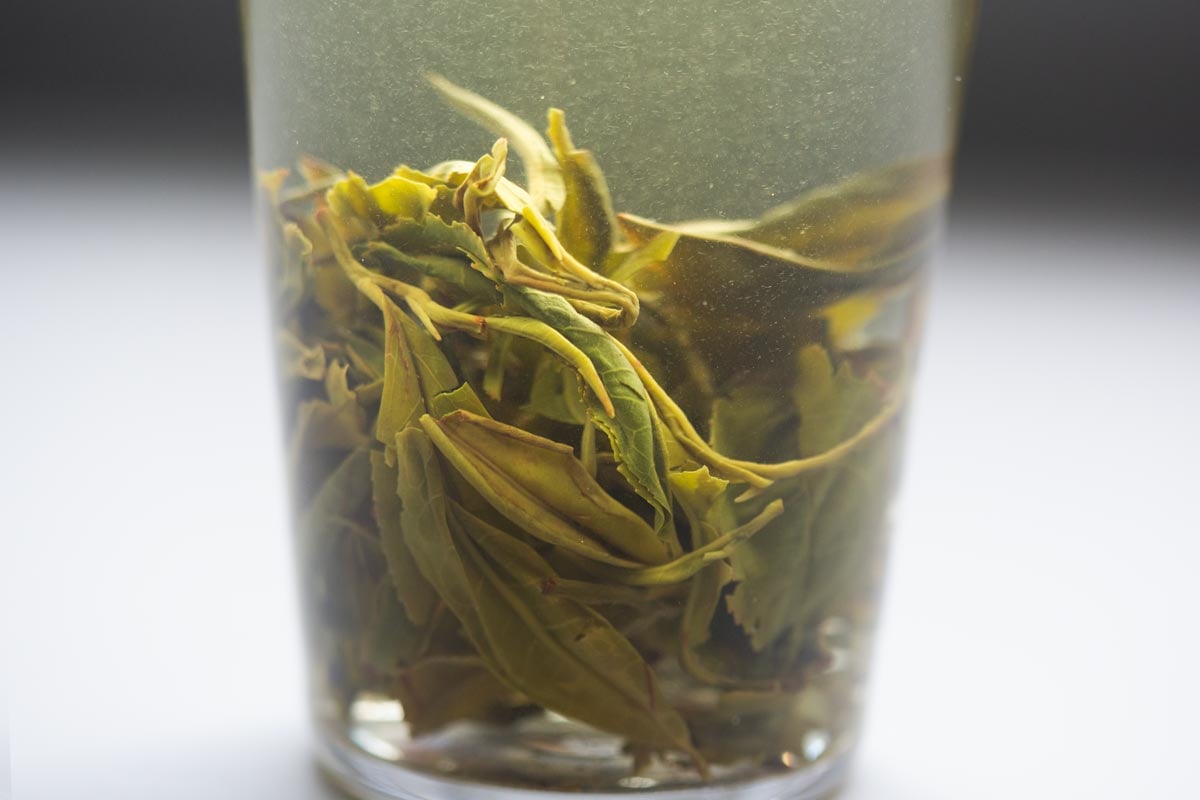 early bird 2026 spring simao organic green tea 7 | BITTERLEAF TEAS