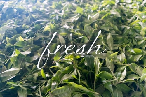 "Fresh" 2026 Spring Nanmo Maocha