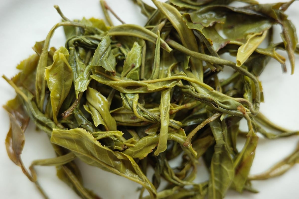 full of beans 2026 spring simao organic green tea 2 | BITTERLEAF TEAS