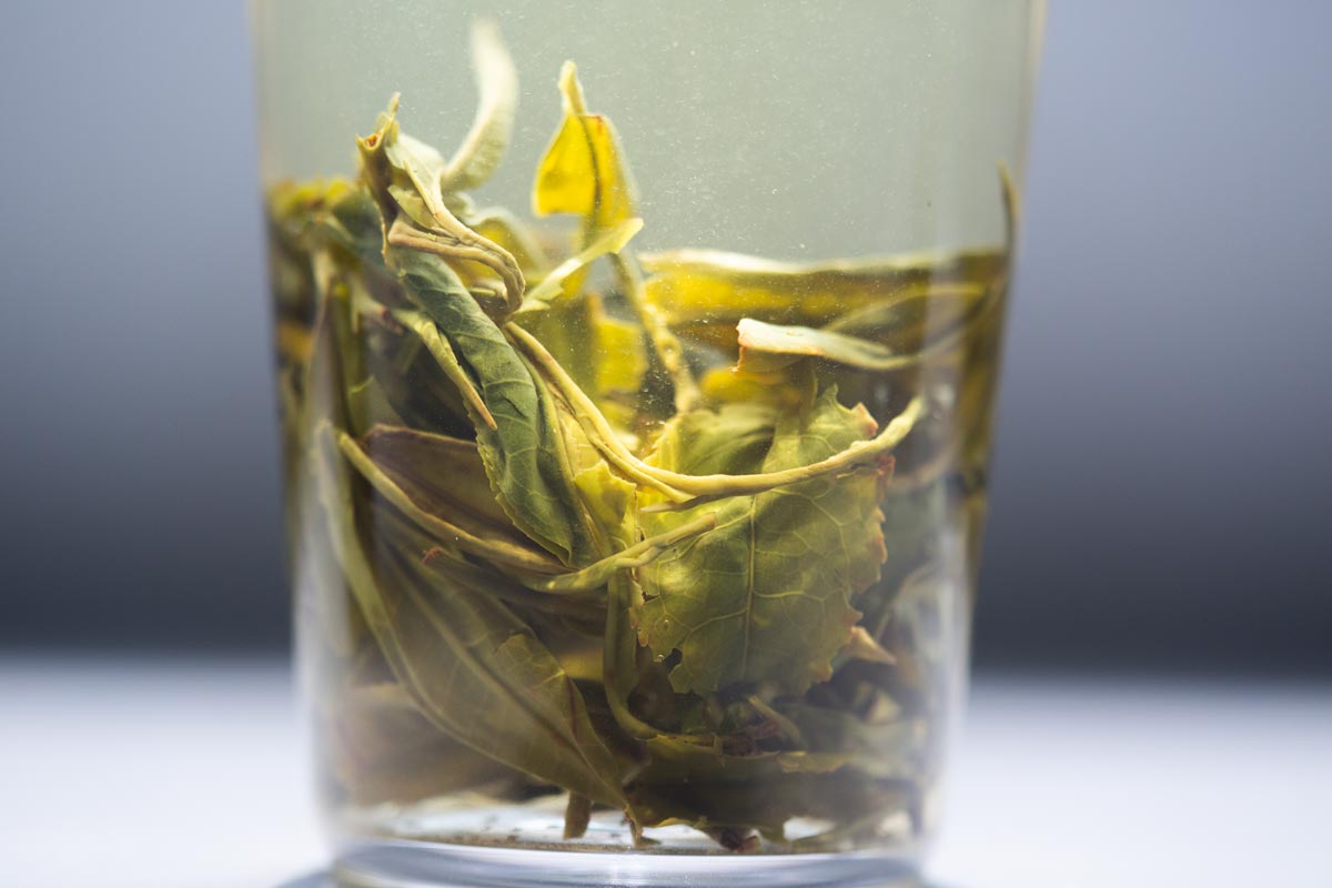 full of beans 2026 spring simao organic green tea 7 | BITTERLEAF TEAS