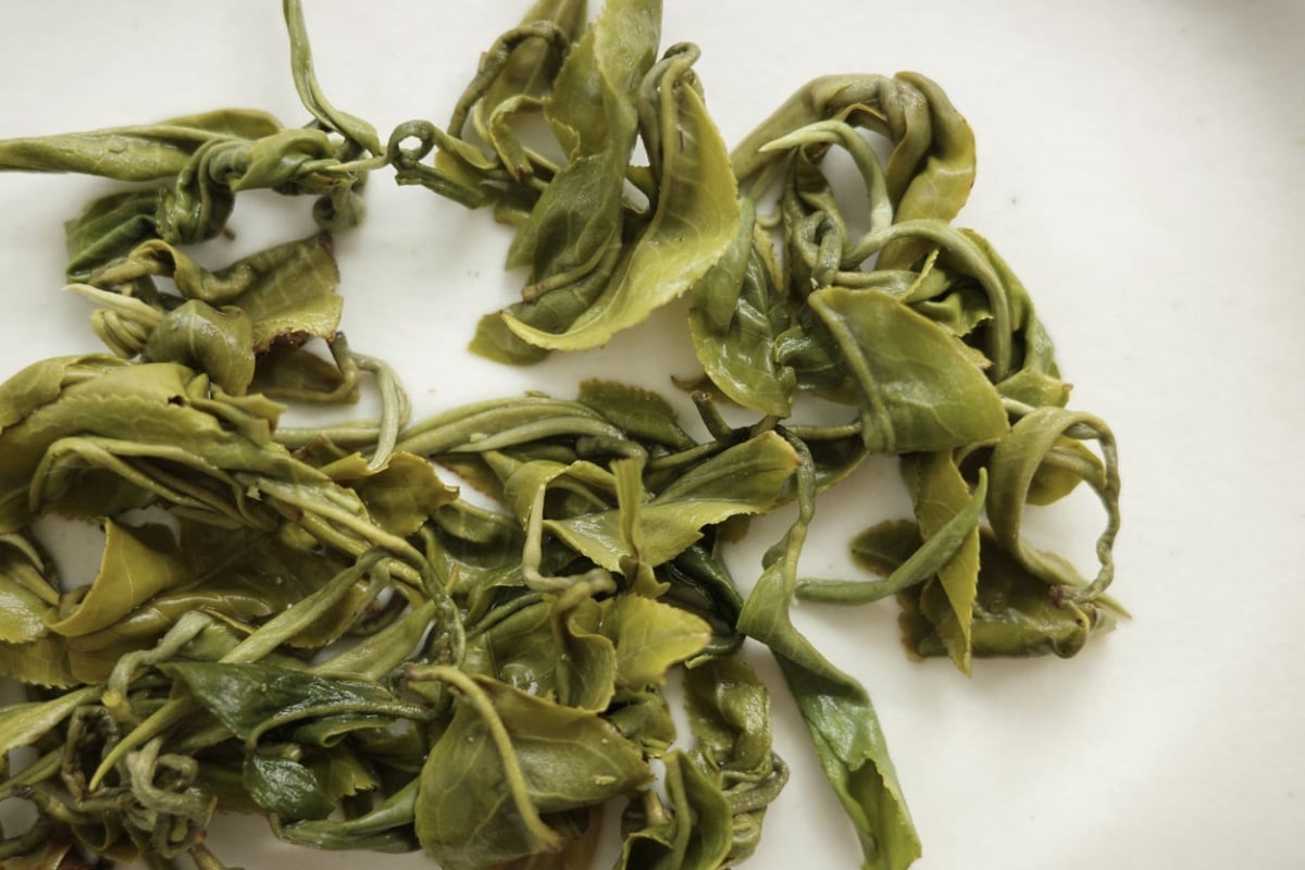 hulk 2026 spring simao green tea 1 | BITTERLEAF TEAS