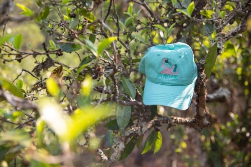 Bitterleaf Lids For Your Head - Sunday Best