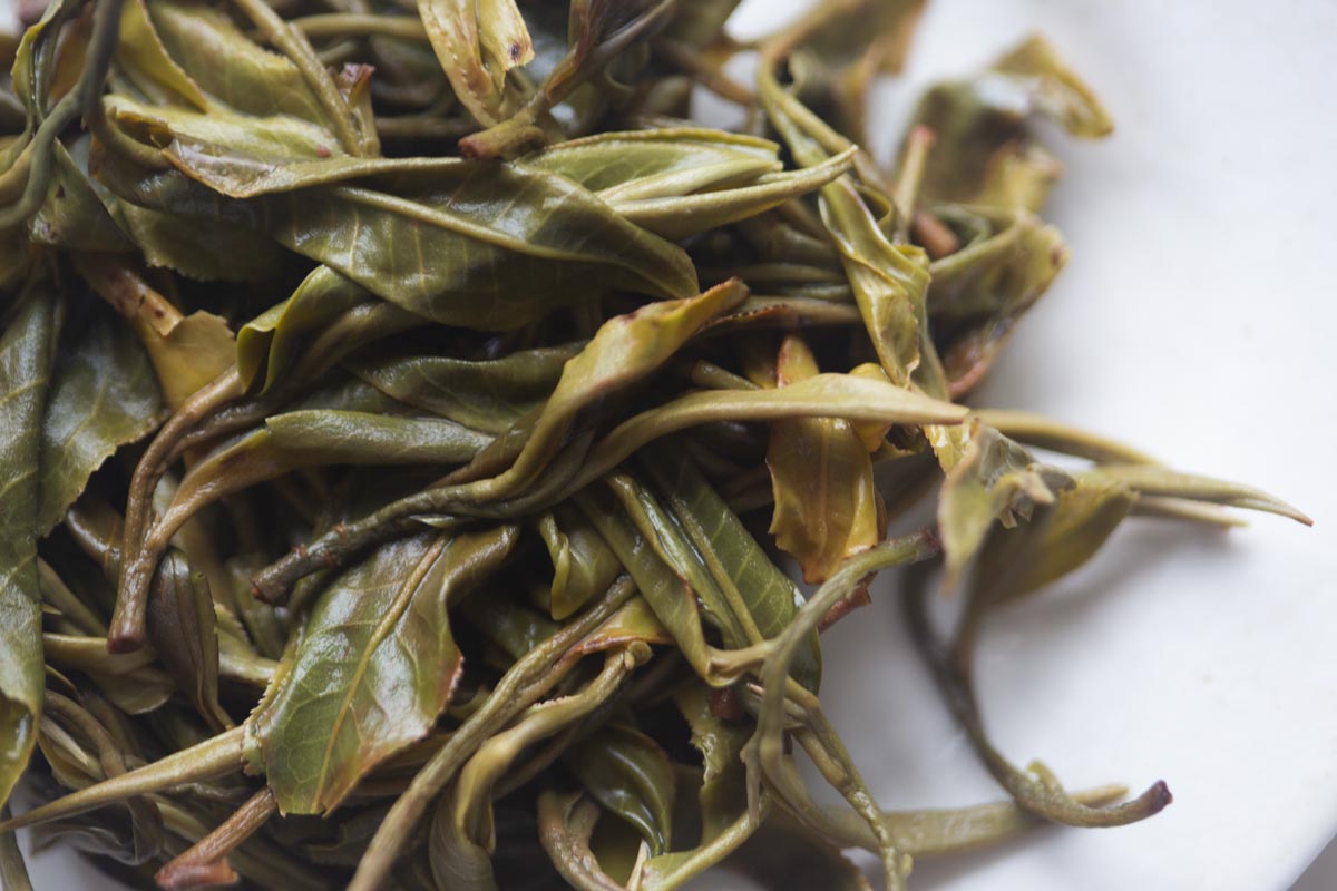 big old ass tree 2026 spring hekai raw puer 5 | BITTERLEAF TEAS